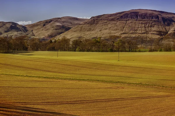 Sommerfeld in Schottland — Stockfoto