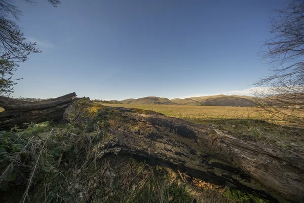 A fallen tree in a summers field — Stock Photo, Image