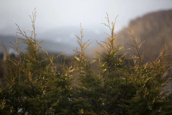 Arbori de brad într-o vale scoțiană — Fotografie, imagine de stoc