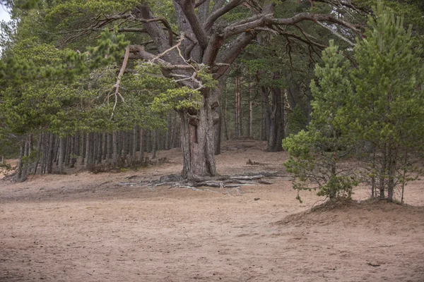 Árbol en un lado Loch Beach —  Fotos de Stock