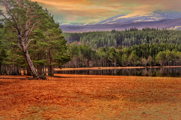 Ağaçlar ve Sandy beach — Stok fotoğraf