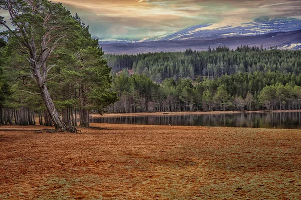 Zandstrand — Stockfoto