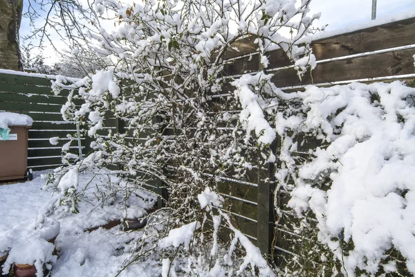 Свіжий сніг в саду — стокове фото