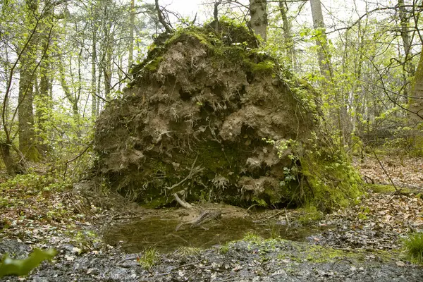 Fallen tree — Stock Photo, Image