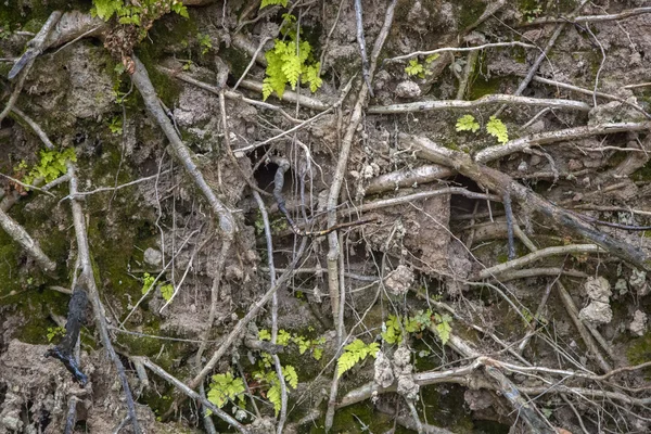 Raíces de árboles caídos — Foto de Stock