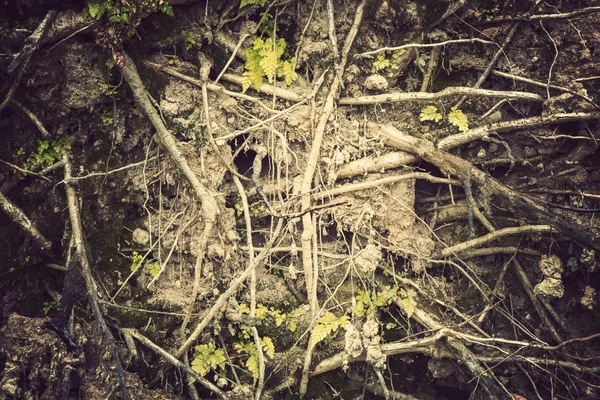 Raíces de árboles caídos — Foto de Stock