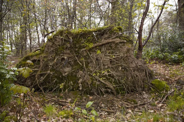 Fallen tree — Stock Photo, Image