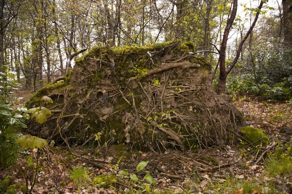 Upadłe drzewo — Zdjęcie stockowe