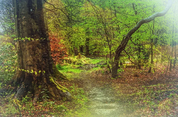 Mysterious forrest — Stock Photo, Image