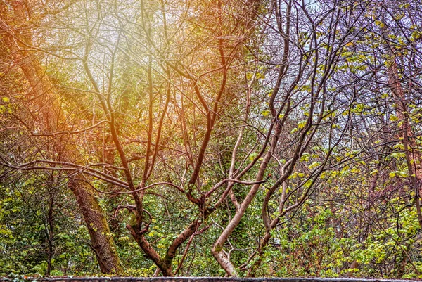 Γλάστρες και πράσινο φύλλο — ストック写真