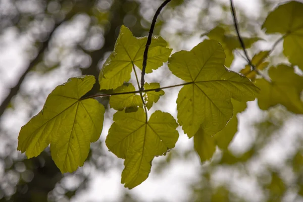 Blätter, in, Wald — Stockfoto