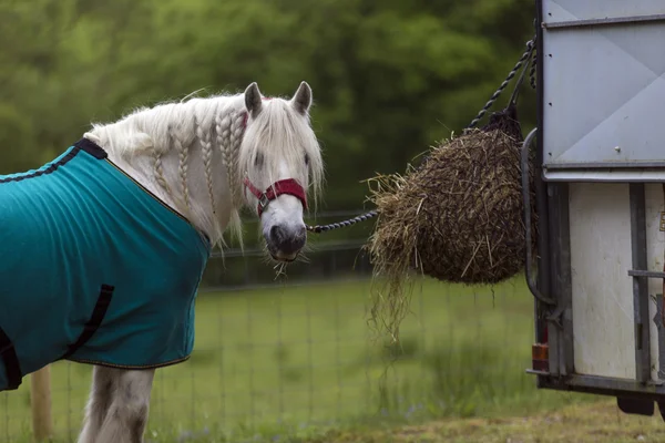 Cavallo bianco mangiare fieno — Foto Stock