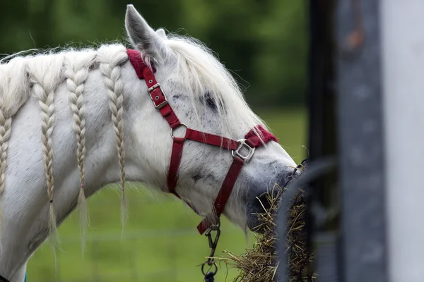 Grazioso cavallo bianco mangiare fieno — Foto Stock