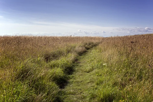 Grasland en blauwe hemel — Stockfoto