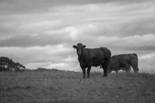 Mucca in un campo — Foto Stock