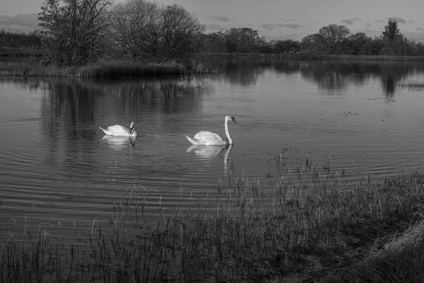 Cygnes nageant dans un Loch — Photo