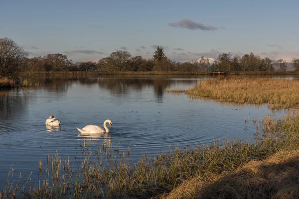 Swans swimming in a Loch — Stock Photo, Image
