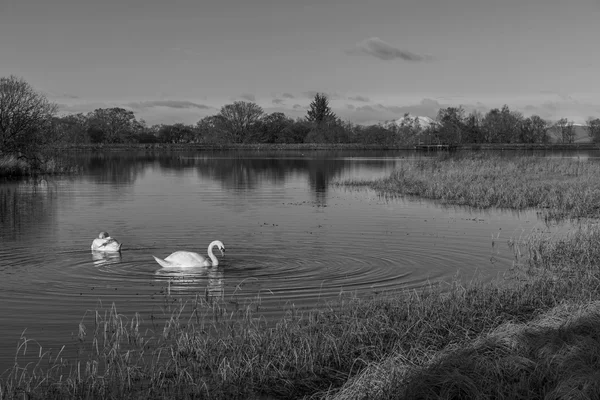 Swans swimming in a Loch — Stock Photo, Image