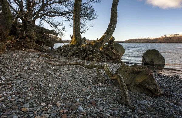Raízes de árvores em Loch Lomond — Fotografia de Stock