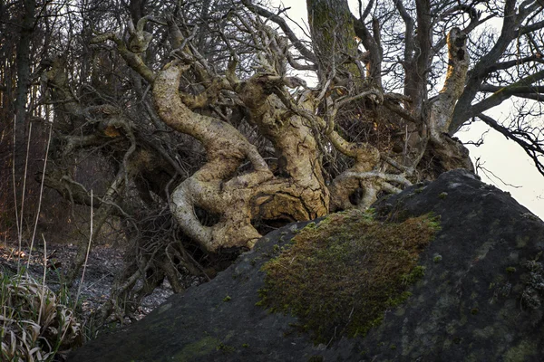 Close detailed shot of tree roots at sunrise — Stock Photo, Image