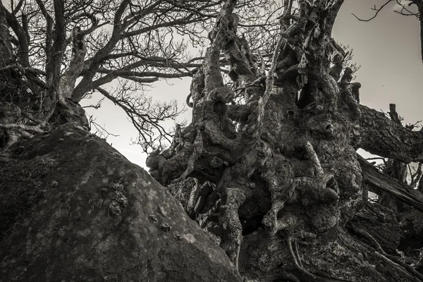 Plan noir et blanc de racines d'arbres embrassées par le soleil — Photo