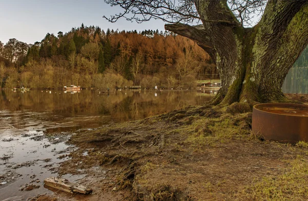 Albero vibrante sulle rive del Loch Lomond — Foto Stock