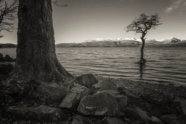 Lonetree van het zwart-wit op Loch Lomond — Stockfoto