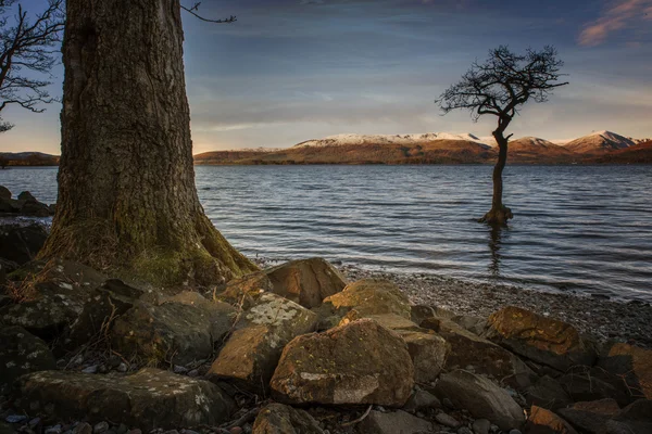 Sonniger baum am loch lomond — Stockfoto