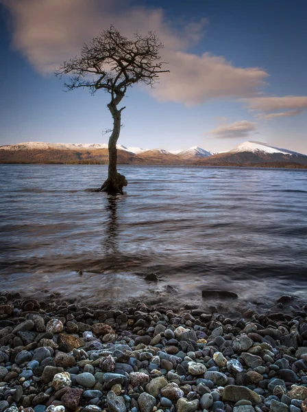 Atardecer dramático sobre un árbol solitario en Loch Lomond —  Fotos de Stock