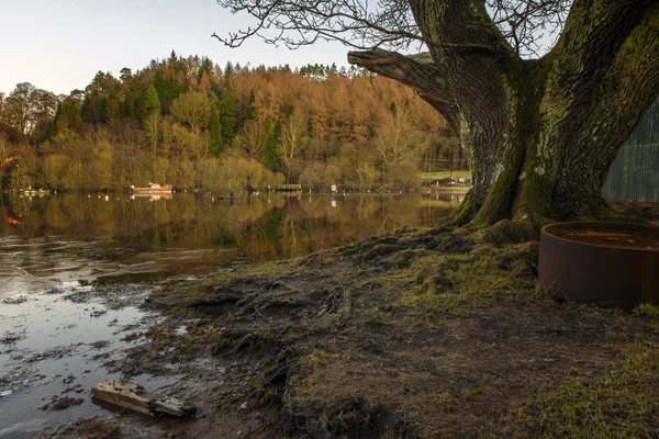 Vibrant shot of trees at the banks Loch Lomond — Stock Photo, Image