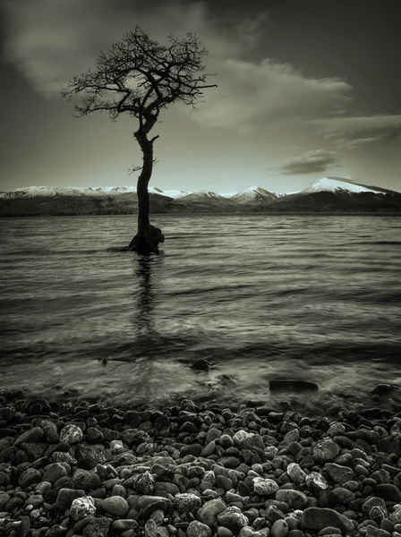 Sepia toned dramatic sunset over lone tree at Loch Lomond — Stock Photo, Image