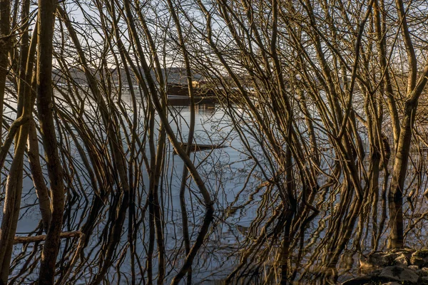 Stromy na břehu Loch Lomond — Stock fotografie