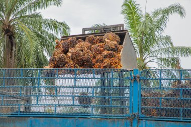 Palmiye yağı meyvesi, Palm yağı işlemleri için fabrikaya gönderilmek üzere büyük bir kamyon yatağına yükleniyor..