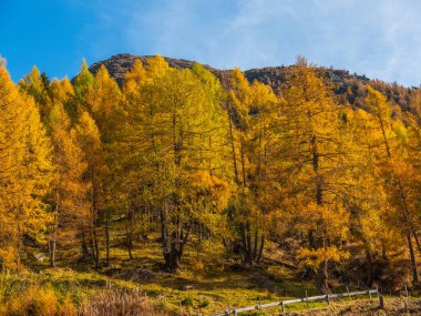 Parlak sonbahar manzarası, Avusturya Alpleri manzarası. Güneşli bir günde İtalya 'ya giden yol. Açık mavi gökyüzü, yamaçlar sonbahar ormanlarıyla kaplı.