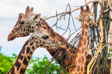 Zürafa Zürafa Camelopardalis ailesi, bir bebekle. Mavi dilini uzatıyor. Detaylı olarak çok yakından. Yaprak ve ince dallar yiyen zürafa.