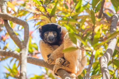 Nesli tükenmekte olan Coquerels Sifaka Lemur Propithecus coquereli. Madagaskar ormanlarında, doğal ortamında büyük şaşkın gözlerle küçük beyaz saçlı primat..