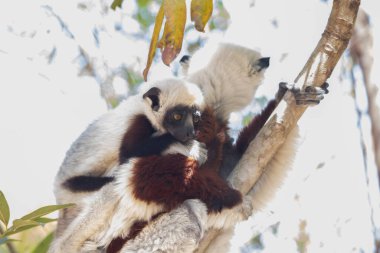 Nesli tükenmekte olan Coquerels Sifaka Lemur Propithecus coquereli. Madagaskar ormanlarında, doğal ortamında büyük şaşkın gözlerle küçük beyaz saçlı primat..