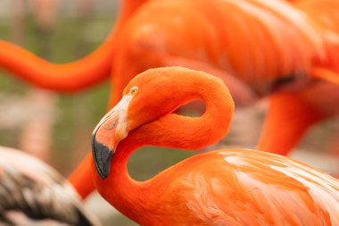 Parlak pembe flamingo sürüsü güzel yeşil bir gölette duruyor.