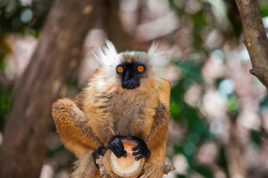Ormandaki ağaçta mavi gözlü lemur. Mohren Maki doğal ortamında, Madagaskar ormanında. Küçük tatlı kırmızı tüylü bir hayvan ağaçta oturuyor.