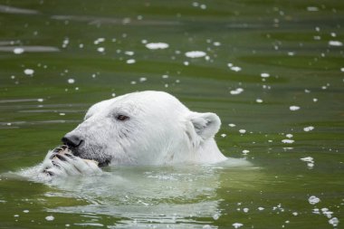 Kutup ayısı, baloncuklar ve doğal elementlerle çevrili bir balığı tutarak, berrak sularda yüzüyor ve doğal yaşam davranışları sergiliyor. Ursus maritimus