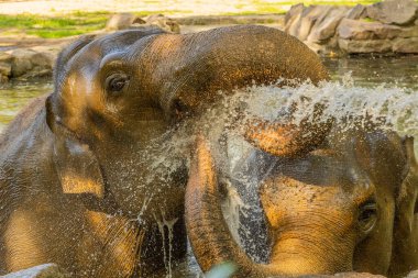 İki fil, neşeli bir şekilde doğal ortamlarında su sıçratarak neşeli davranışlarını ve doğayla olan bağlantılarını sergiliyor..