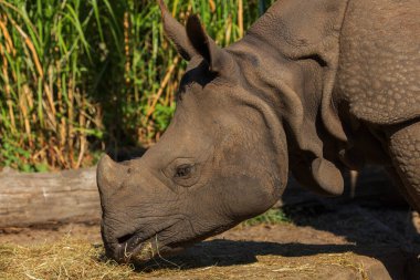 Güneşli bir günde seçici odak noktasında doğal bir zeminde yetişkin bir gergedanın portresi. Gergedanlar ot yer. Nadir hayvanların korunması kavramı