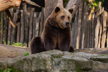 kahverengi ayı Ursus arctos. Seçici odak noktasında büyük bir yetişkin kahverengi ayının portresi. büyük güçlü hayvan