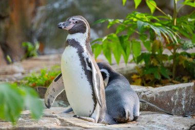 Humboldt Pengueni, Koloni Sfenisküs Humboldti. Bir çift şirin siyah beyaz penguen..