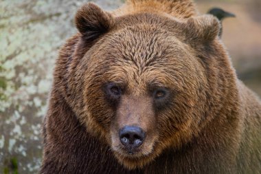 kahverengi ayı Ursus arctos. Seçici odak noktasında büyük bir yetişkin kahverengi ayının portresi. büyük güçlü hayvan