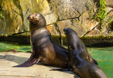 Kaliforniya deniz aslanları güneşlenirler. Zalophus californianus. Islak siyah Pasifik fokları ahşap bir salda yatıyor..