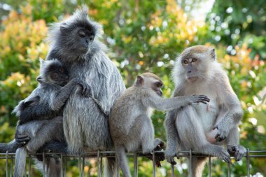 Tufted gri langur Semnopithecus priam 'ın portresi, Madras gri langur ve Coromandel kutsal langur olarak da bilinir. Gri komik tüylü maymun doğal yaşam alanında özgür yaşıyor, Malezya şehir parkında.