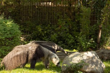 Karıncayiyen, yemyeşil ve kayaların dingin bir ortam yarattığı canlı bir doğal ortamda yerde yiyecek arıyor..