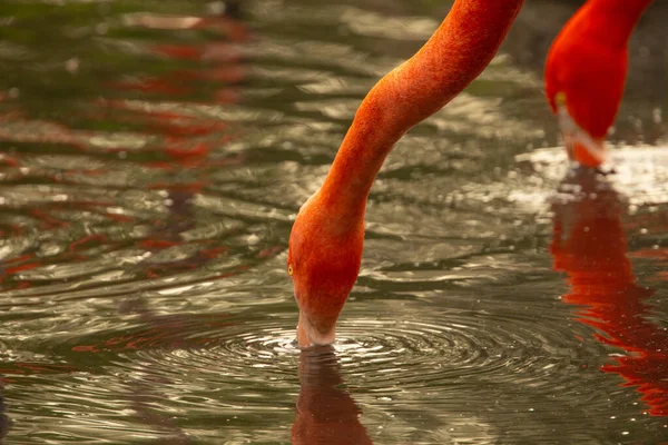 Parlak pembe flamingo sürüsü güzel yeşil bir gölette duruyor.