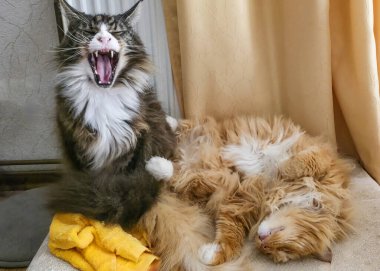 İki kedi yan yana uzanıyor, biri esniyor, diğeri huzur içinde uyuyor, rahat ve neşeli bir atmosfer sergiliyor..